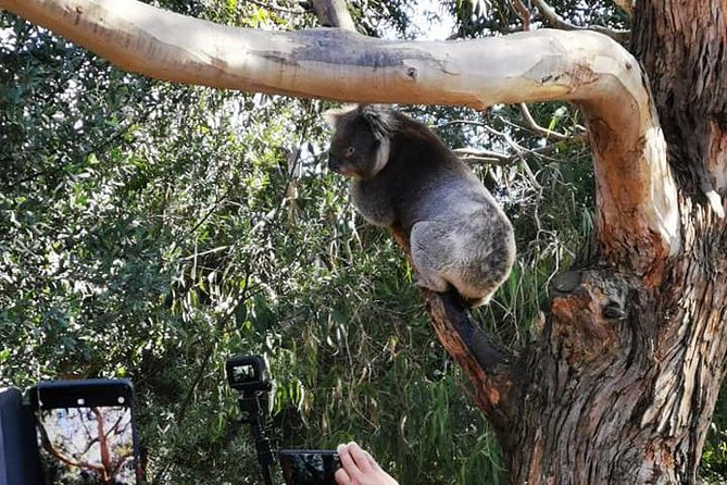 Great Ocean Road Medium Size Group Tour - Who this tour is best for (and who should think twice)