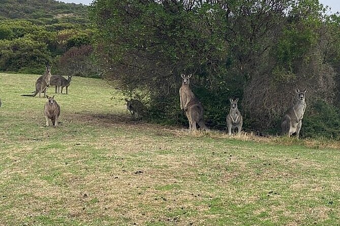 Great Ocean Road Private Tour In Luxury Vehicle.Customised Option - Colac morning tea: a quick start in Victoria dairy country