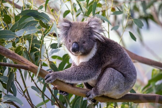 Great Ocean Road Private Tour In Luxury Vehicle.Customised Option - Mait’s Rest: tall trees and fern-filled forest time