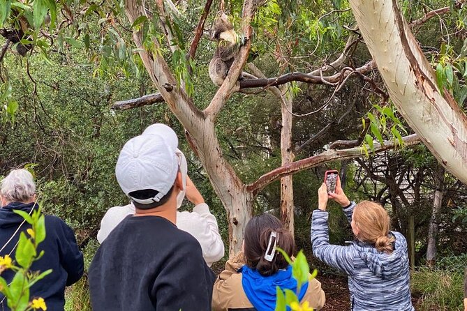 Great Ocean Road Small-Group Eco Tour from Melbourne - Loch Ard Gorge and Shipwreck Coast stories: the history that makes the scenery stick