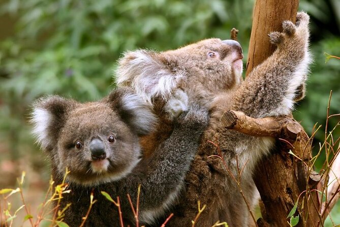 Great Ocean Road Small-Group Eco Tour from Melbourne - Price and value: does $106.87 buy enough?