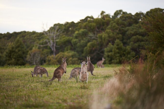 Great Ocean Road Small Group Tour with Dingos, Sparkling & Lunch - The Twelve Apostles: Gibson Steps plus sparkling views