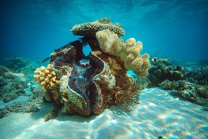 Green Island Half-Day Trip from Cairns - Should You Book This Green Island Half-Day Trip From Cairns?