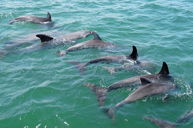 Guided Dolphin Eco-Cruise in Koombana Bay - Skipper commentary: What helps you spot more