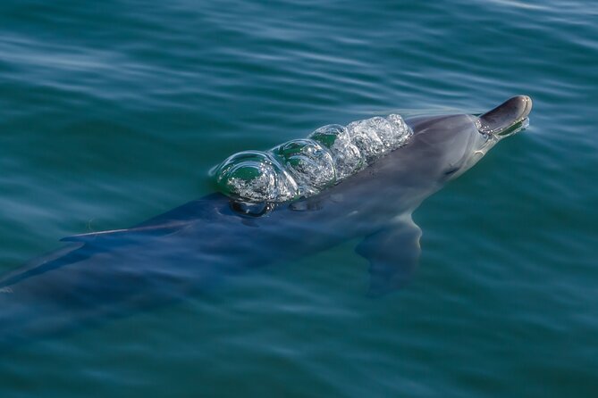 Guided Dolphin Eco-Cruise in Koombana Bay - The dolphin guarantee: What you should know before you book