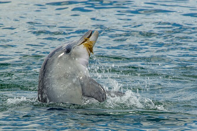 Guided Dolphin Eco-Cruise in Koombana Bay - Conservation and research angle: Why your ticket means more