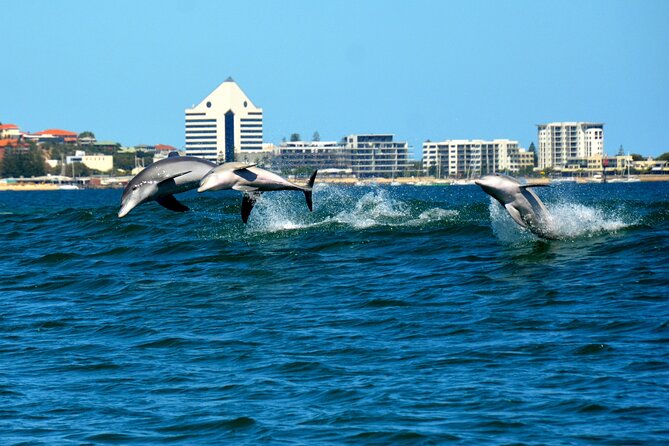 Guided Dolphin Eco-Cruise in Koombana Bay - What’s onboard (and what’s not)
