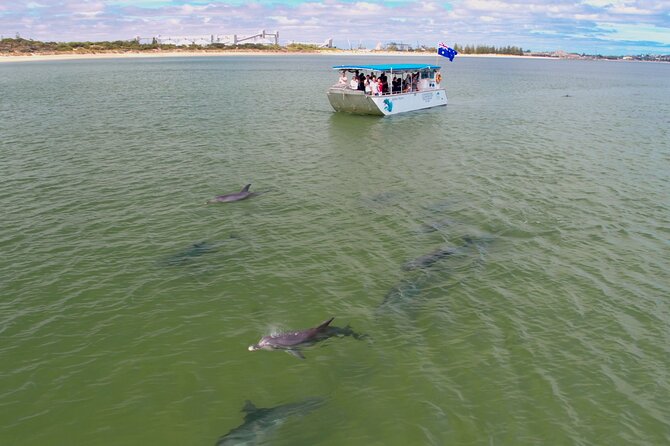 Guided Dolphin Eco-Cruise in Koombana Bay - Your boat and viewing setup: How you actually see dolphins