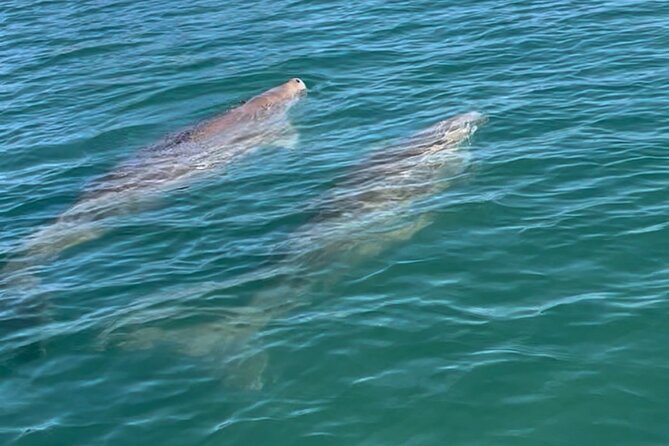 Guided Kayak Adventure Tour - Wildlife spotting: the fun part and the honest limits