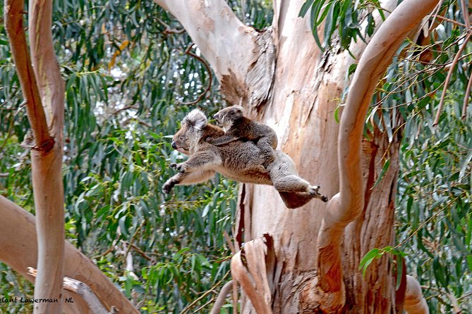 Guided Koala Walk and Bushfire ecology tour - Hanson Bay Wildlife Sanctuary: why this Koala Walk is special