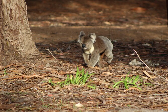 Guided Koala Walk and Bushfire ecology tour - The 1 hour 30 minutes flow: comfortable, focused, not rushed