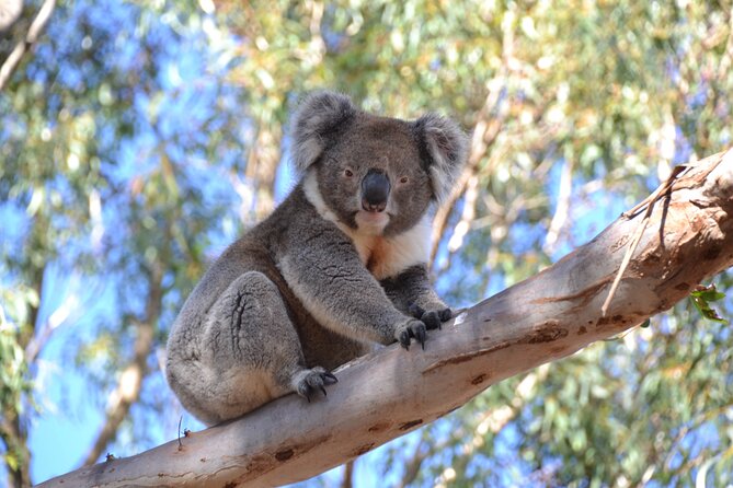 Guided Koala Walk and Bushfire ecology tour - Small-group size and how it changes the experience