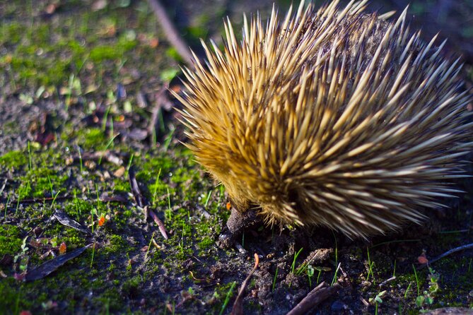 Guided Koala Walk and Bushfire ecology tour - Price check: what $28.69 buys you on Kangaroo Island