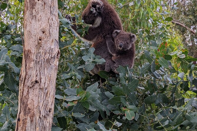 Guided Koala Walk and Bushfire ecology tour - When it’s hot and dry: how to set expectations for koalas
