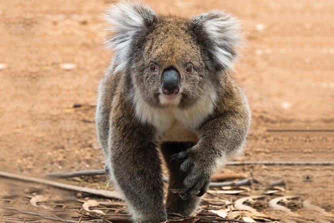 Guided Koala Walk and Bushfire ecology tour - What you’ll see: koalas, kangaroos, wallabies, and birds