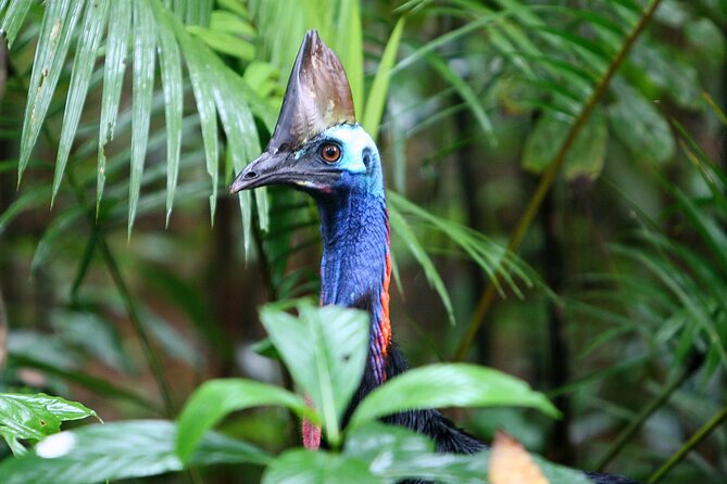 Guided Night Walk in Cape Tribulation - Key points before you go