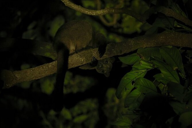 Guided Night Walk in Cape Tribulation - Cape Tribulation at night: what makes this walk special