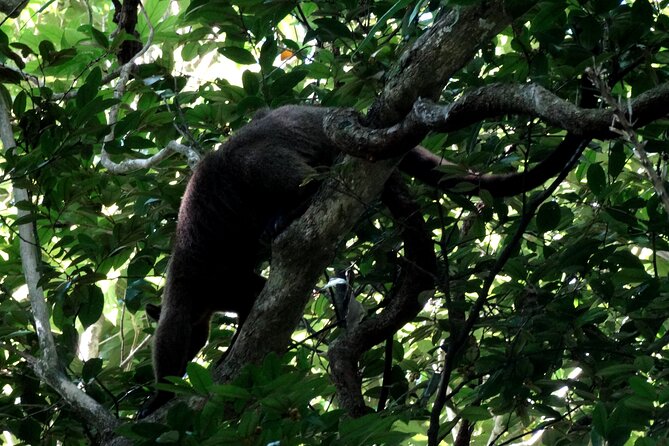 Guided Night Walk in Cape Tribulation - Exclusive bush trails: no boardwalks, no railings, real ground