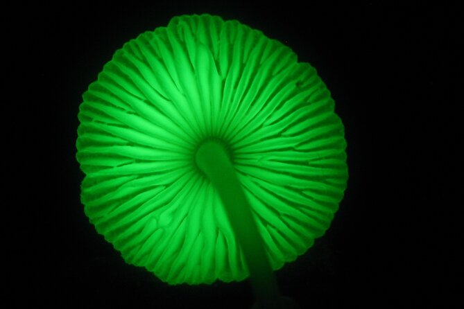 Guided Night Walk in Cape Tribulation - Spotlights and thermal imaging: how the guide finds nocturnal wildlife