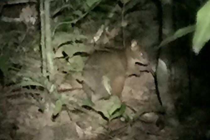 Guided Night Walk in Cape Tribulation - The 7:30 pm loop: what happens from start to finish