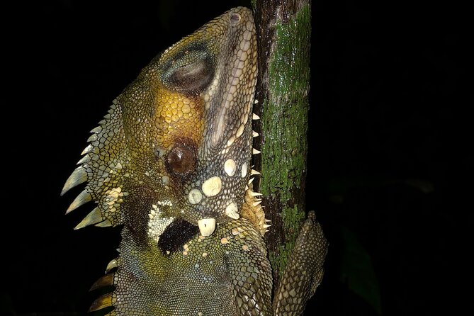 Guided Night Walk in Cape Tribulation - The science talk you’ll actually remember