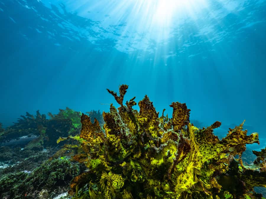 Guided Snorkel Tour at Australias most iconic beach - Key things I’d bet on before you go