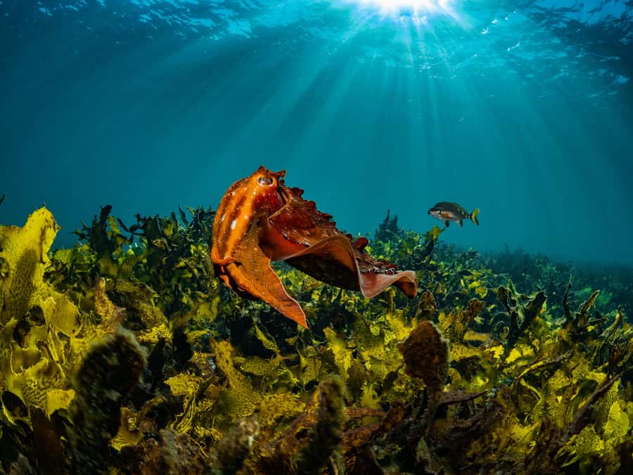 Guided Snorkel Tour at Australias most iconic beach - What you’re likely to see: fish, octopus, seahorses, rays, blue grouper