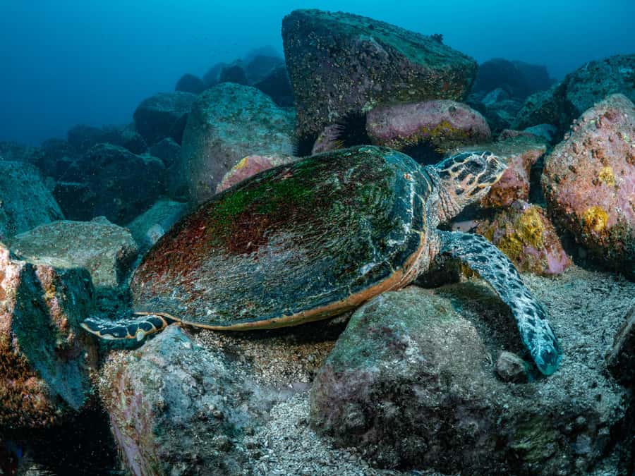 Guided Snorkel Tour at Australias most iconic beach - Price and value: is $76 fair for a guided snorkel?