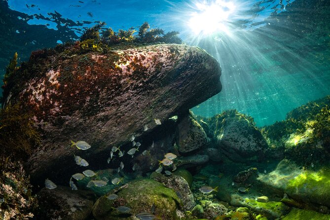 Guided Snorkeling Experience in Bondi - How the 4-hour schedule actually feels