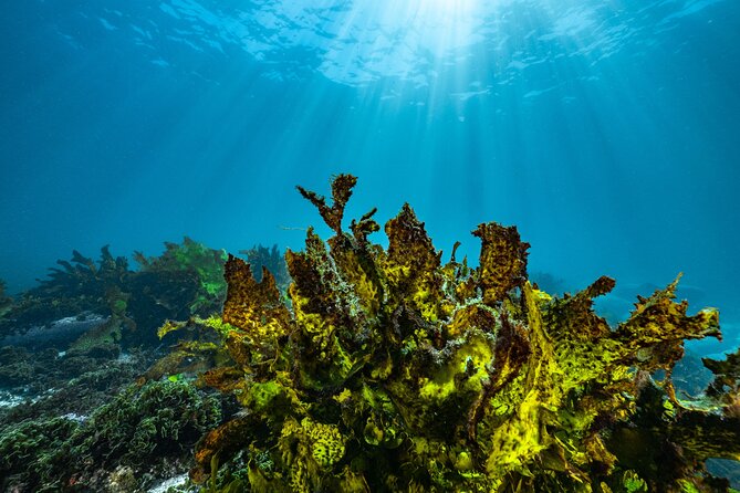 Guided Snorkeling Experience in Bondi - The one-hour snorkeling session: how the guide keeps it fun