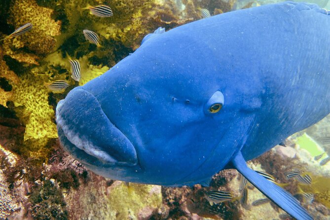 Guided Snorkeling Experience in Bondi - Equipment and multilingual instruction that reduce confusion
