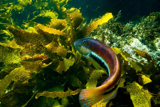 Guided Snorkeling Experience in Bondi - Price and value: is $77.46 worth it?