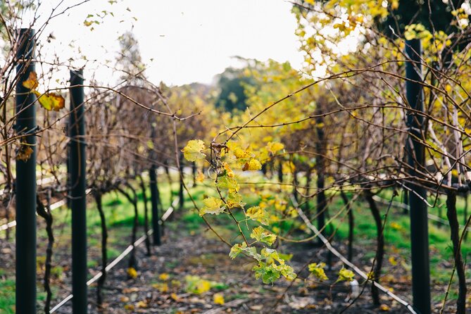 Guided Wine Journey and Discovery Tasting Tour in Adelaide - What the guided Australian Wine Story covers in about an hour