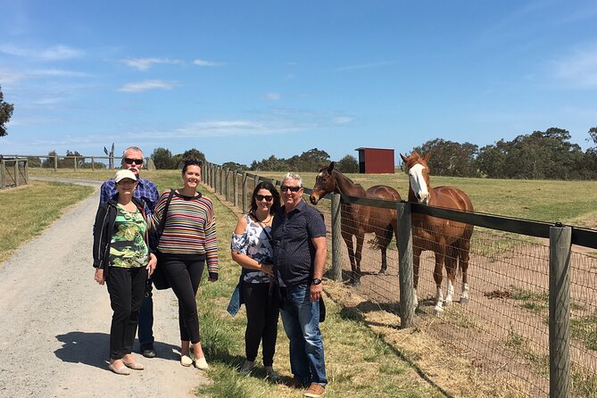 Half Day Living Legends tour with Devonshire Tea - A close-up with retired racehorses at Woodlands Historic Park