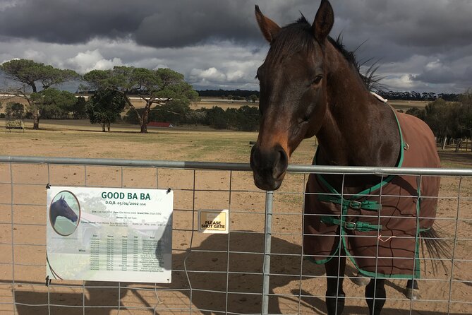 Half Day Living Legends tour with Devonshire Tea - Stop at Living Legends: meet, feed, and pat the retired racers