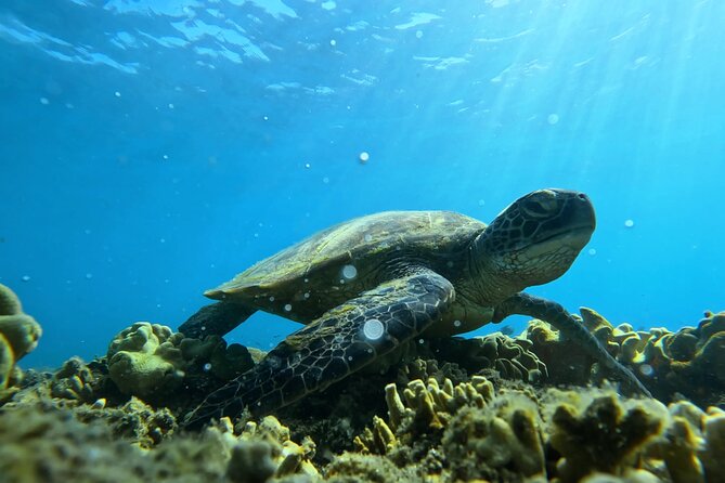 Half Day Low Island and Lagoon Snorkeling from Port Douglas - Key highlights to know before you go