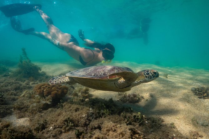 Half Day Low Isles Snorkelling Tour from Port Douglas - Optional glass-bottom boat: a smart backup plan