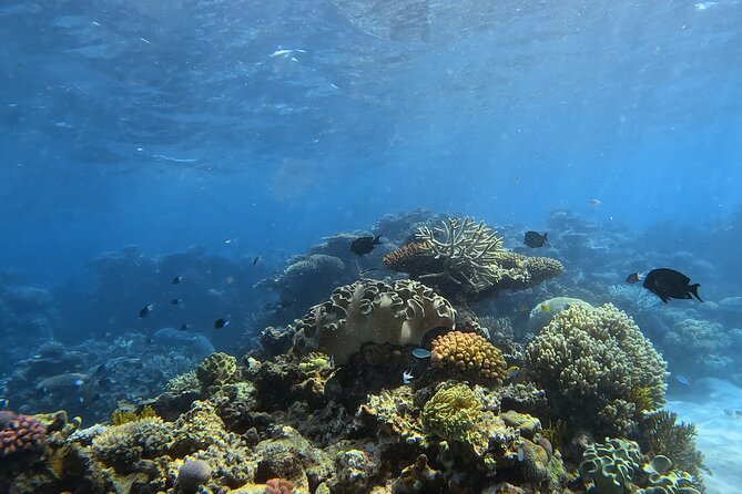 Half Day Outer Reef Snorkelling Tour from Port Douglas - Key things to know before you go
