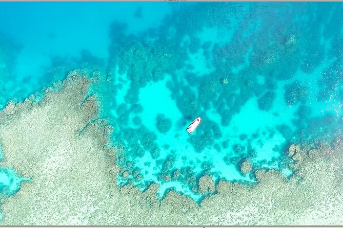 Half Day Outer Reef Snorkelling Tour from Port Douglas - Why This Half-Day Outer Reef Trip Works When You’re Short on Time