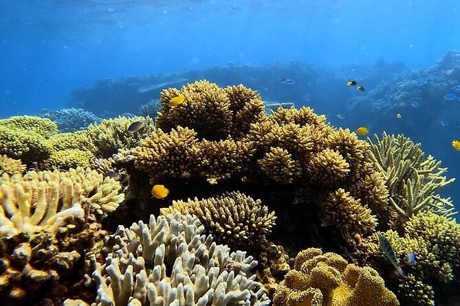 Half Day Outer Reef Snorkelling Tour from Port Douglas - When Wind Changes the Plan: Low Isles as a Backup