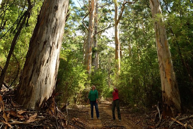 Half-Day Pemberton National Parks Beach and Forest Eco Adventure - Why this Pemberton 4x4 is more than a drive to the parks