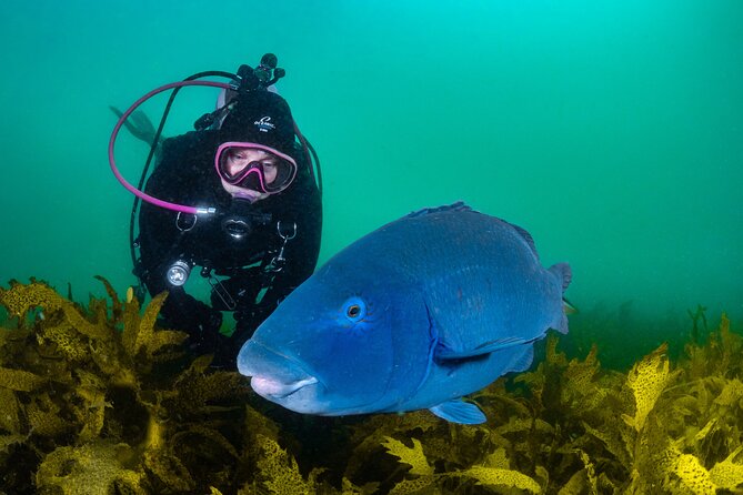 Half-Day Private Discover Dive at Australia's Iconic Beach - What the one-day Discover Scuba format really means