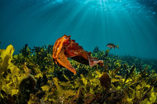 Half-Day Private Discover Dive at Australia's Iconic Beach - The instructor-led ocean session: what you’ll do in the water