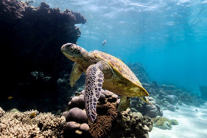 Half Day Sailing and Snorkeling Tour from Coral Bay - Coral Bay half-day sailing: how the timing really works