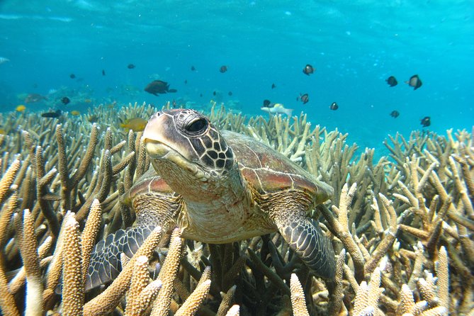 Half Day Sailing and Snorkeling Tour from Coral Bay - Lunch onboard and the BYO rules that affect your comfort