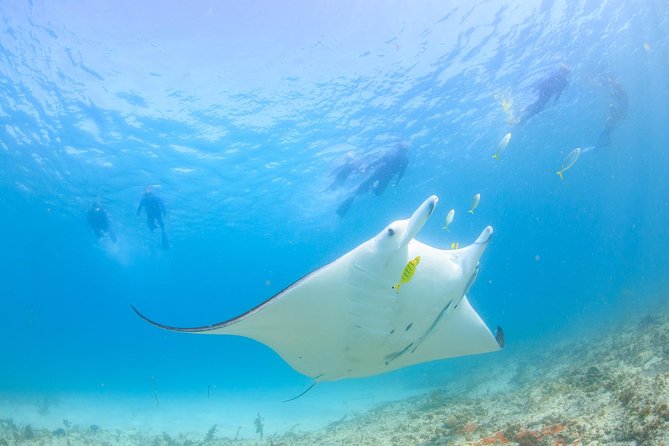 Half Day Sailing and Snorkeling Tour from Coral Bay - Getting in the water: gear, wetsuits, and what to pay attention to