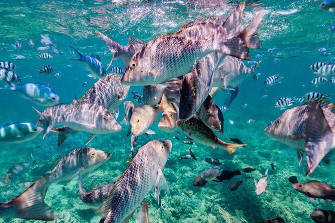 Half Day Sailing and Snorkeling Tour from Coral Bay - Value check: is $132.69 worth it for a reef half-day?