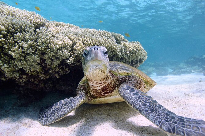Half Day Sailing and Snorkeling Tour from Coral Bay - Who this snorkeling sailing trip suits best