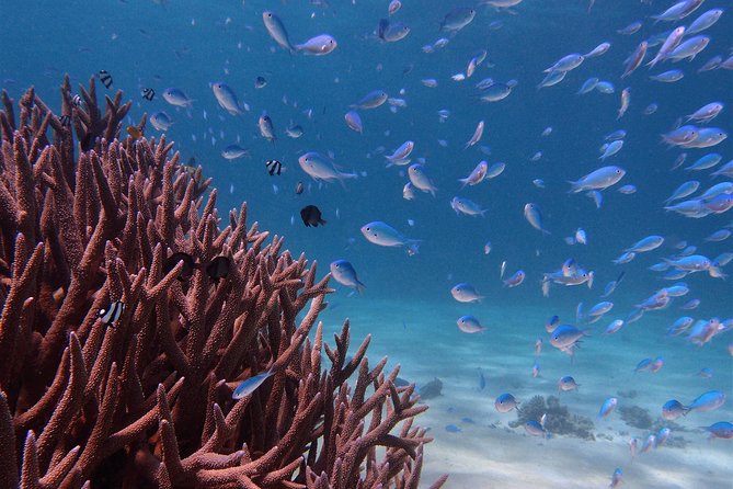 Half Day Snorkel 2.5hr Turtle Tour on the Ningaloo Reef, Exmouth - Key tour highlights worth knowing