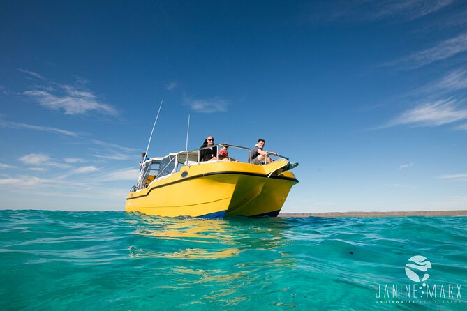Half Day Snorkel 2.5hr Turtle Tour on the Ningaloo Reef, Exmouth - Ningaloo turtle snorkeling: what makes this trip feel different